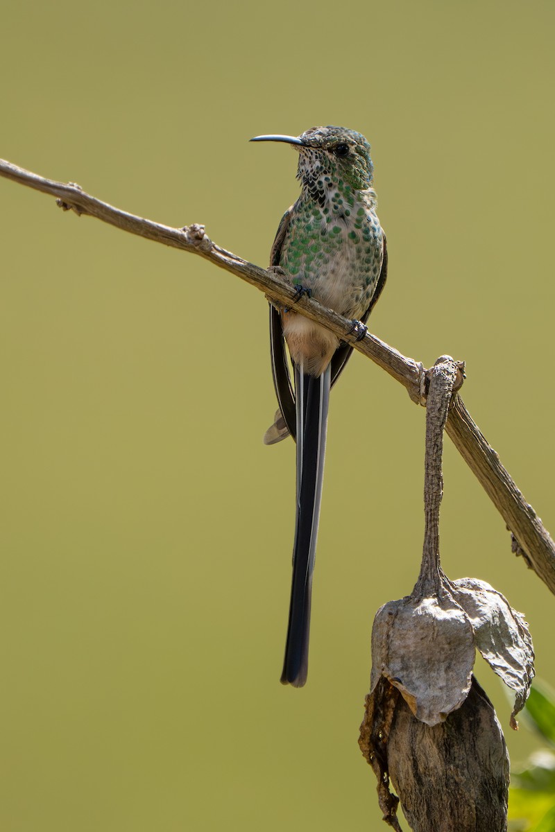 Black-tailed Trainbearer - ML642760343