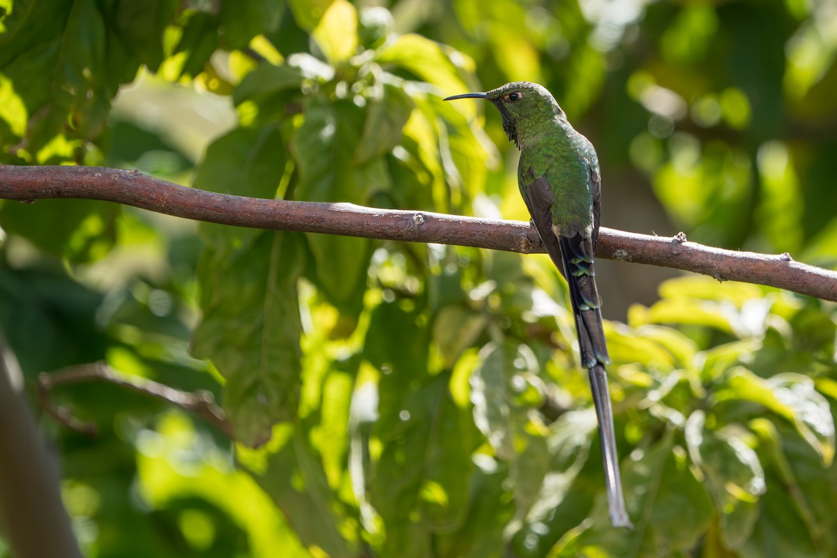 Black-tailed Trainbearer - ML642760344