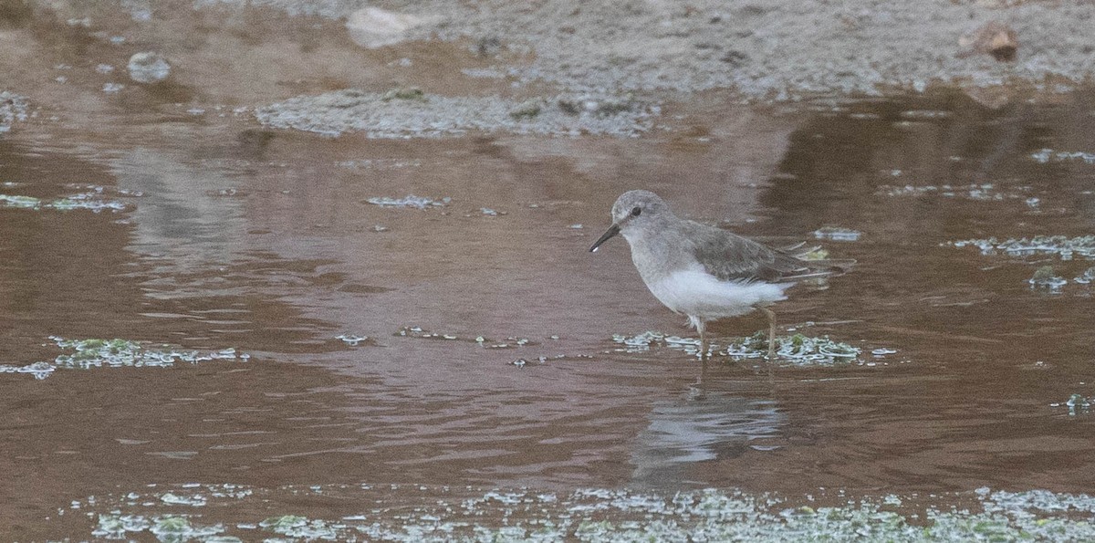 temmincksnipe - ML642760367