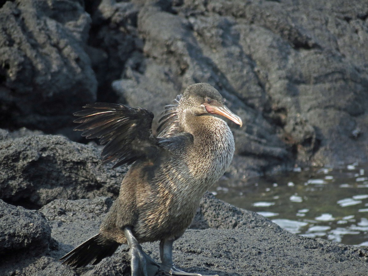 Flightless Cormorant - ML642760375