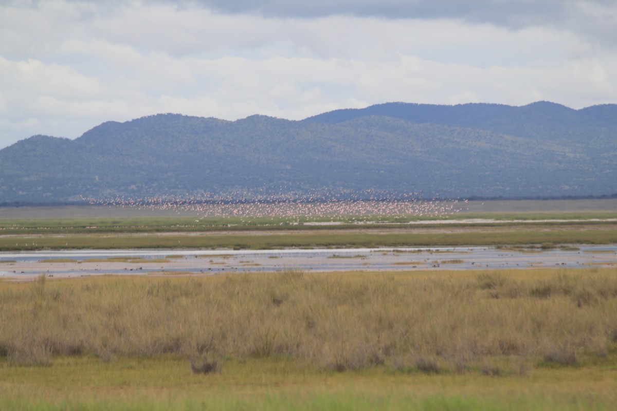 Lesser Flamingo - ML642760394