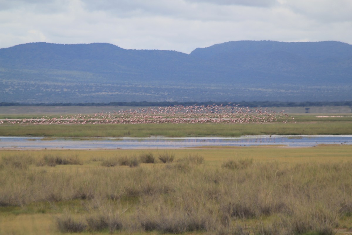 Lesser Flamingo - ML642760395