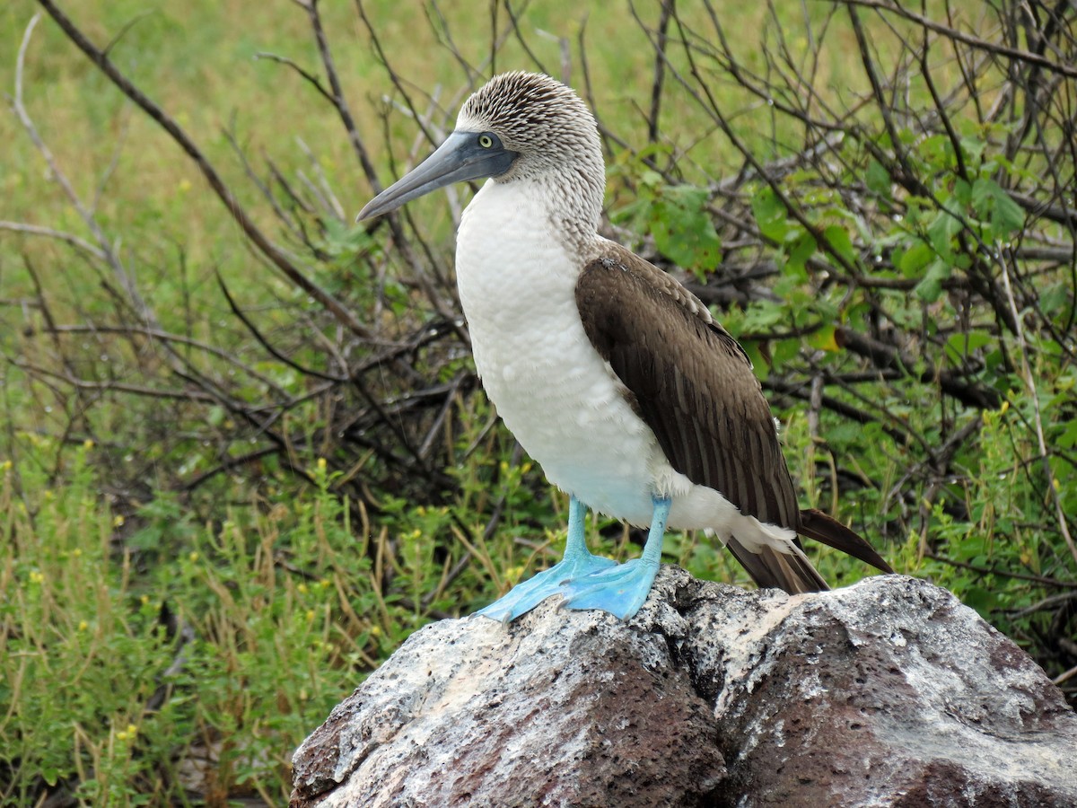 Blue-footed Booby - ML642760411
