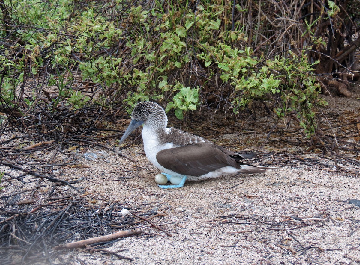 Blue-footed Booby - ML642760412