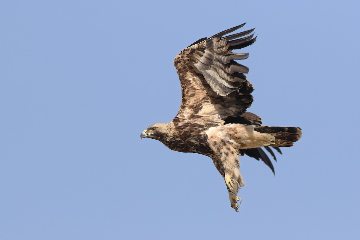 Aquila imperiale - ML642760414