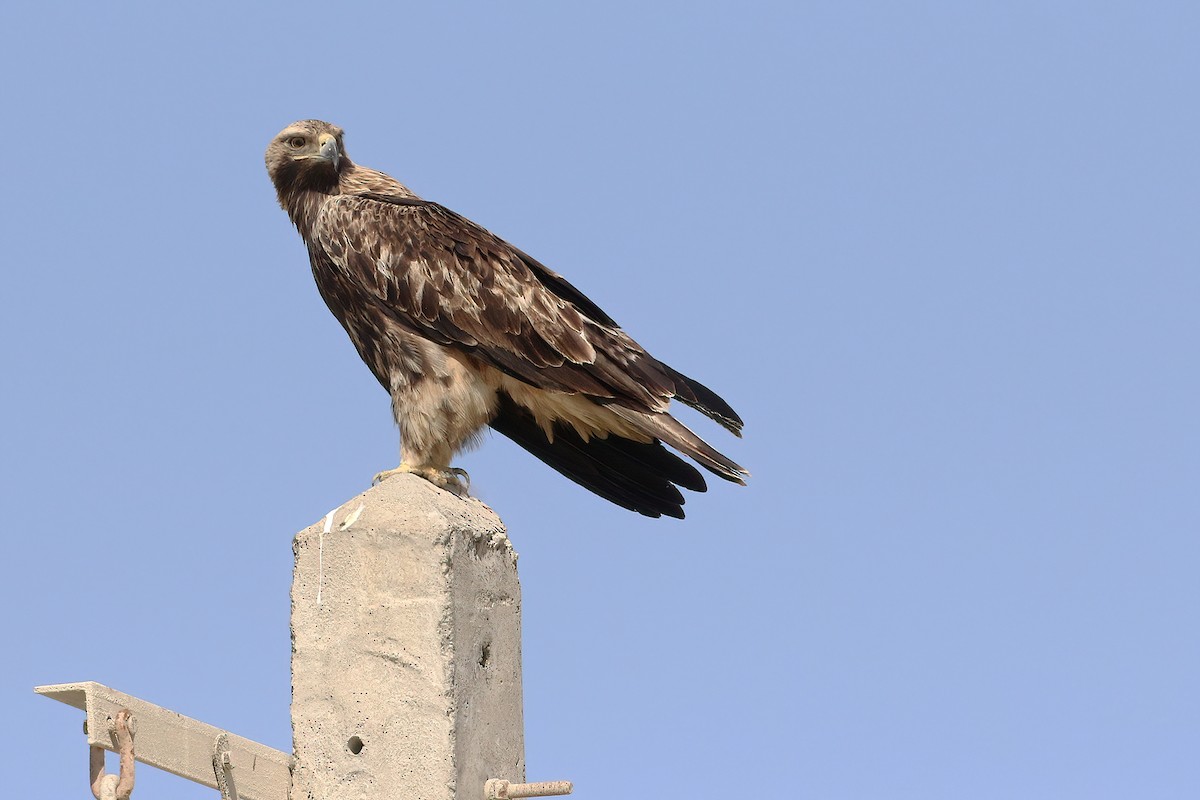 Aquila imperiale - ML642760416