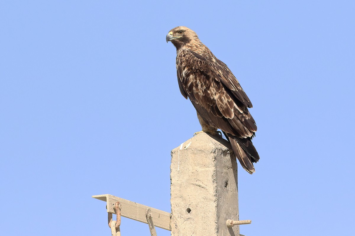 Aquila imperiale - ML642760417