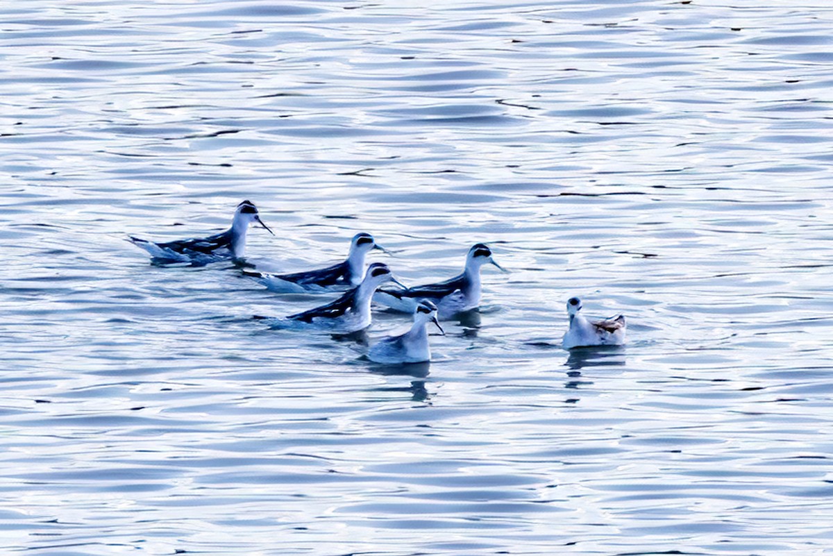 lyskonoh úzkozobý - ML642760425