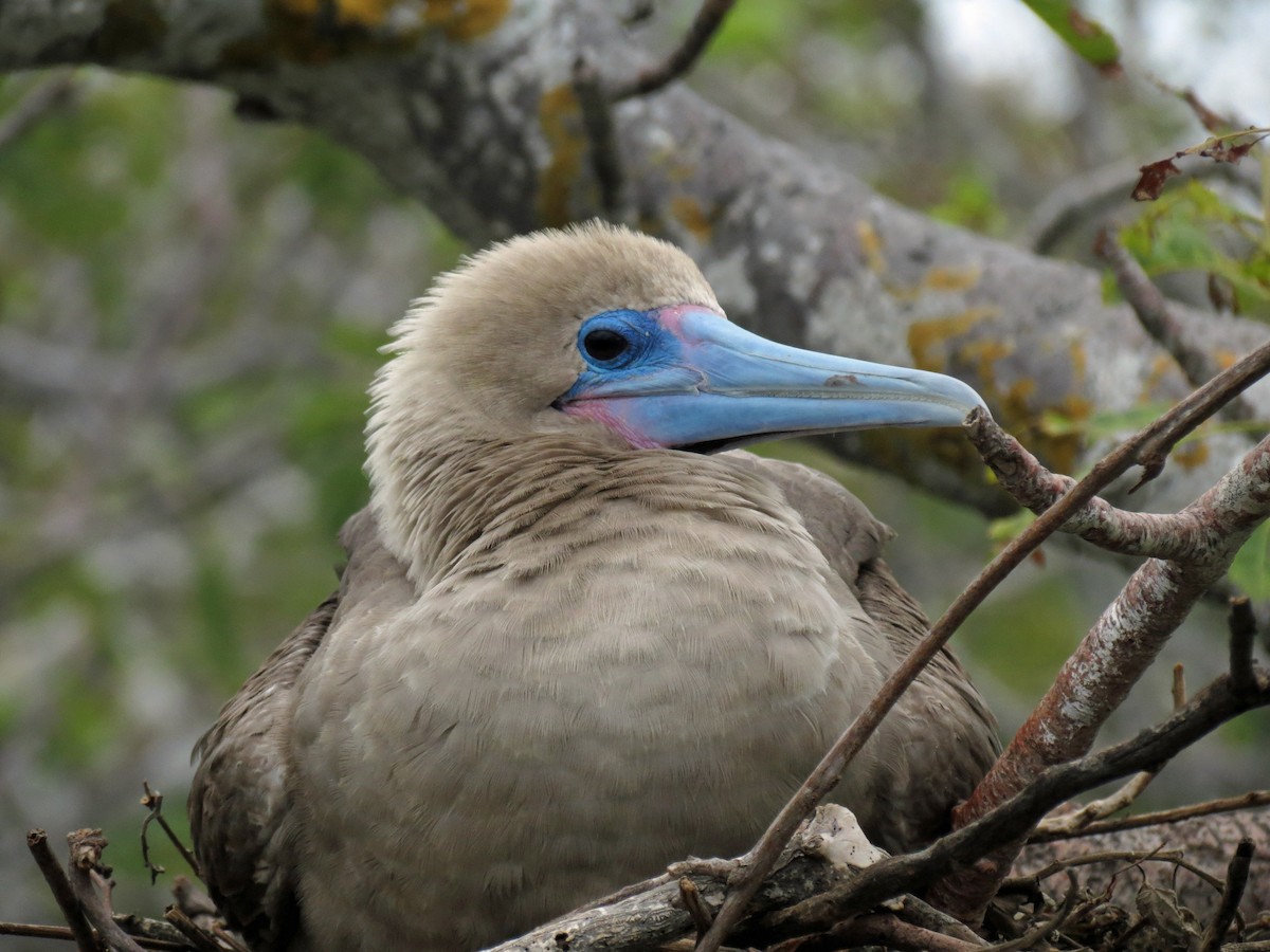 Red-footed Booby - ML642760433