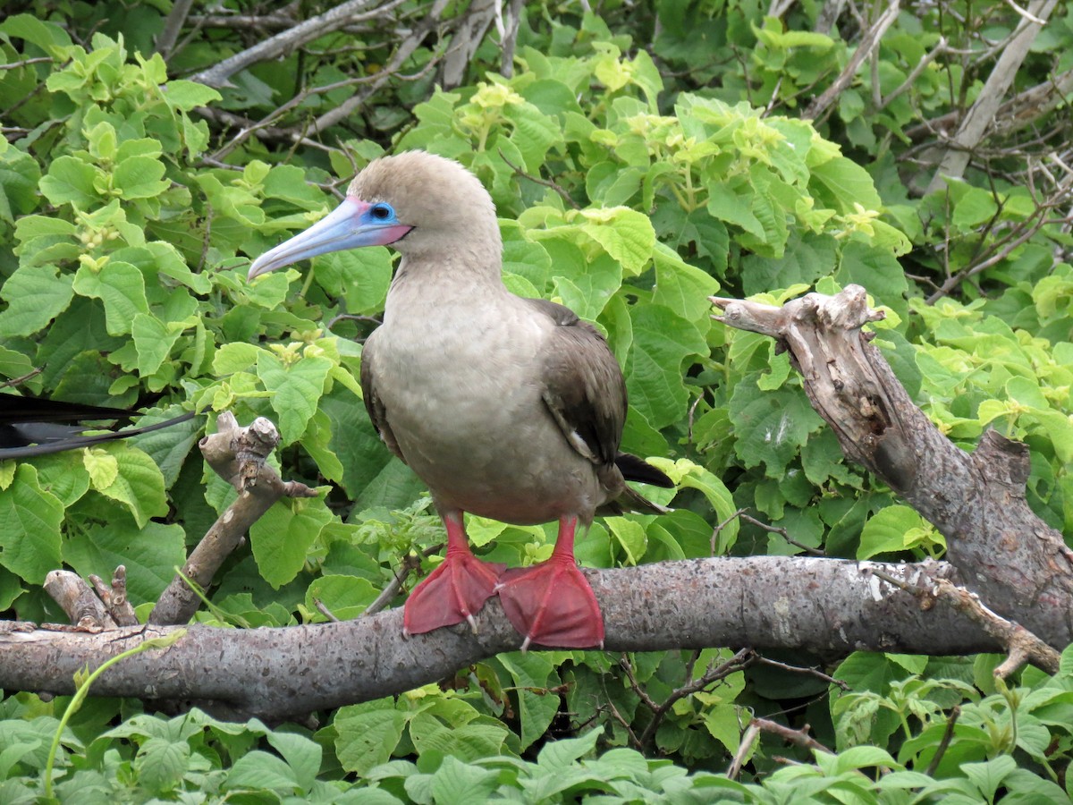 Red-footed Booby - ML642760436