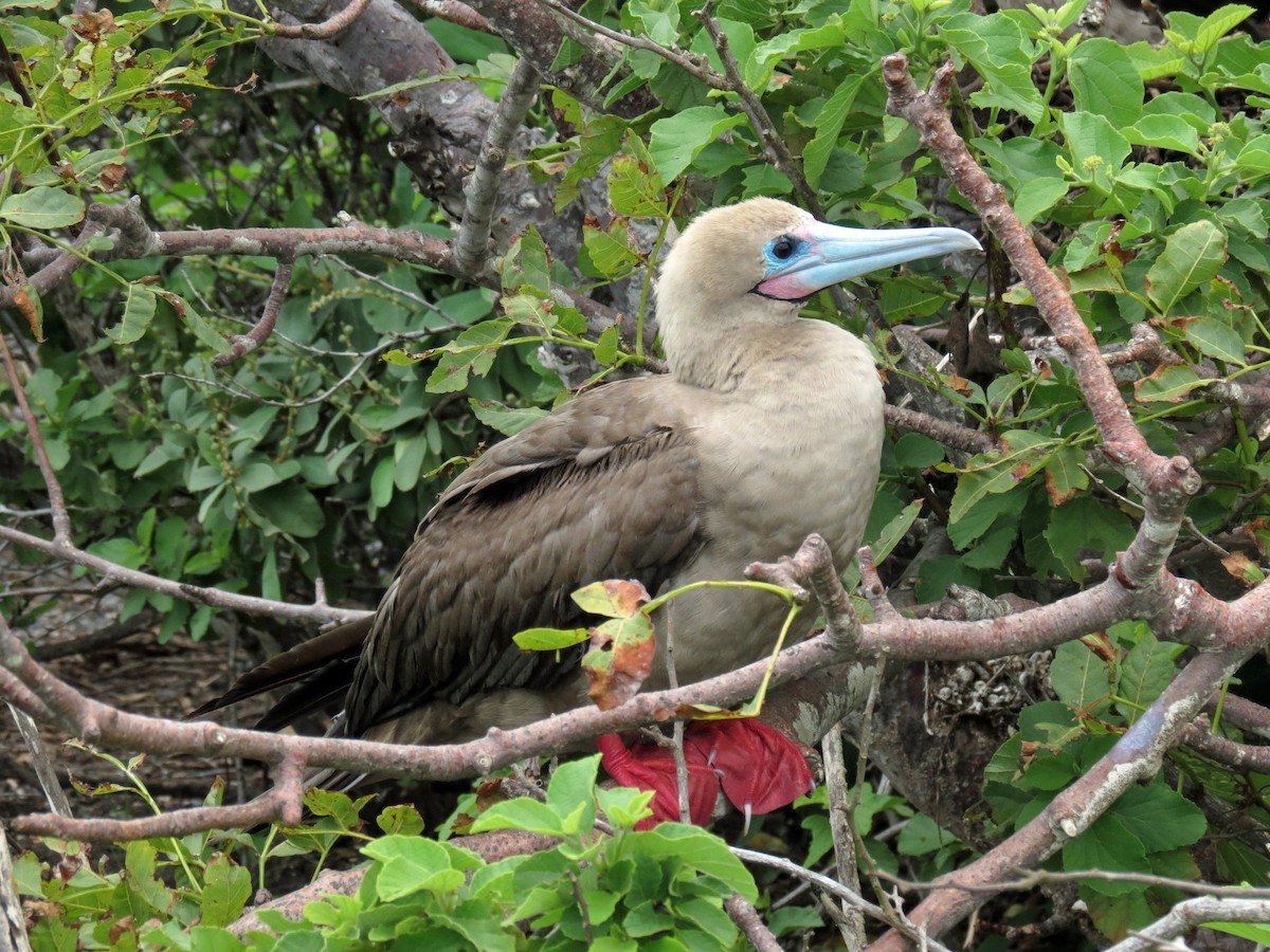 Red-footed Booby - ML642760437