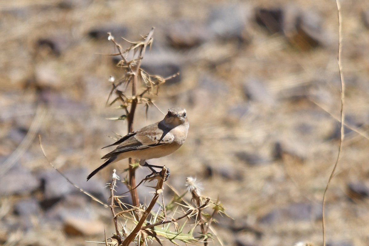 Western Black-eared Wheatear - ML642760448