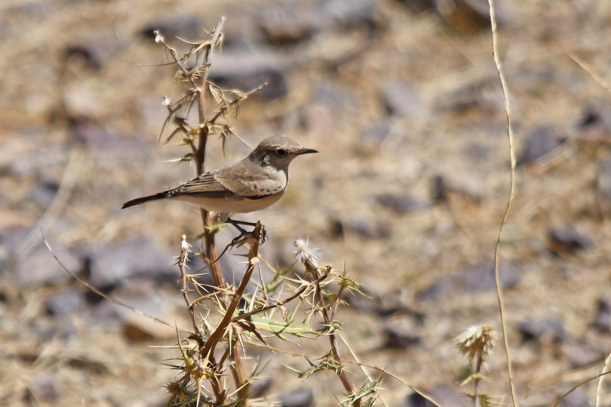 Western Black-eared Wheatear - ML642760451