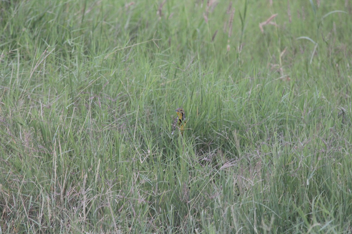 Pangani Longclaw - ML642760477