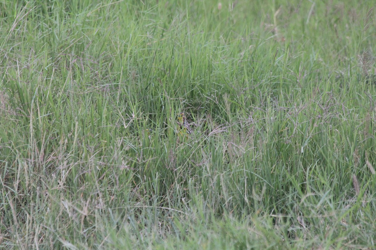 Pangani Longclaw - ML642760478
