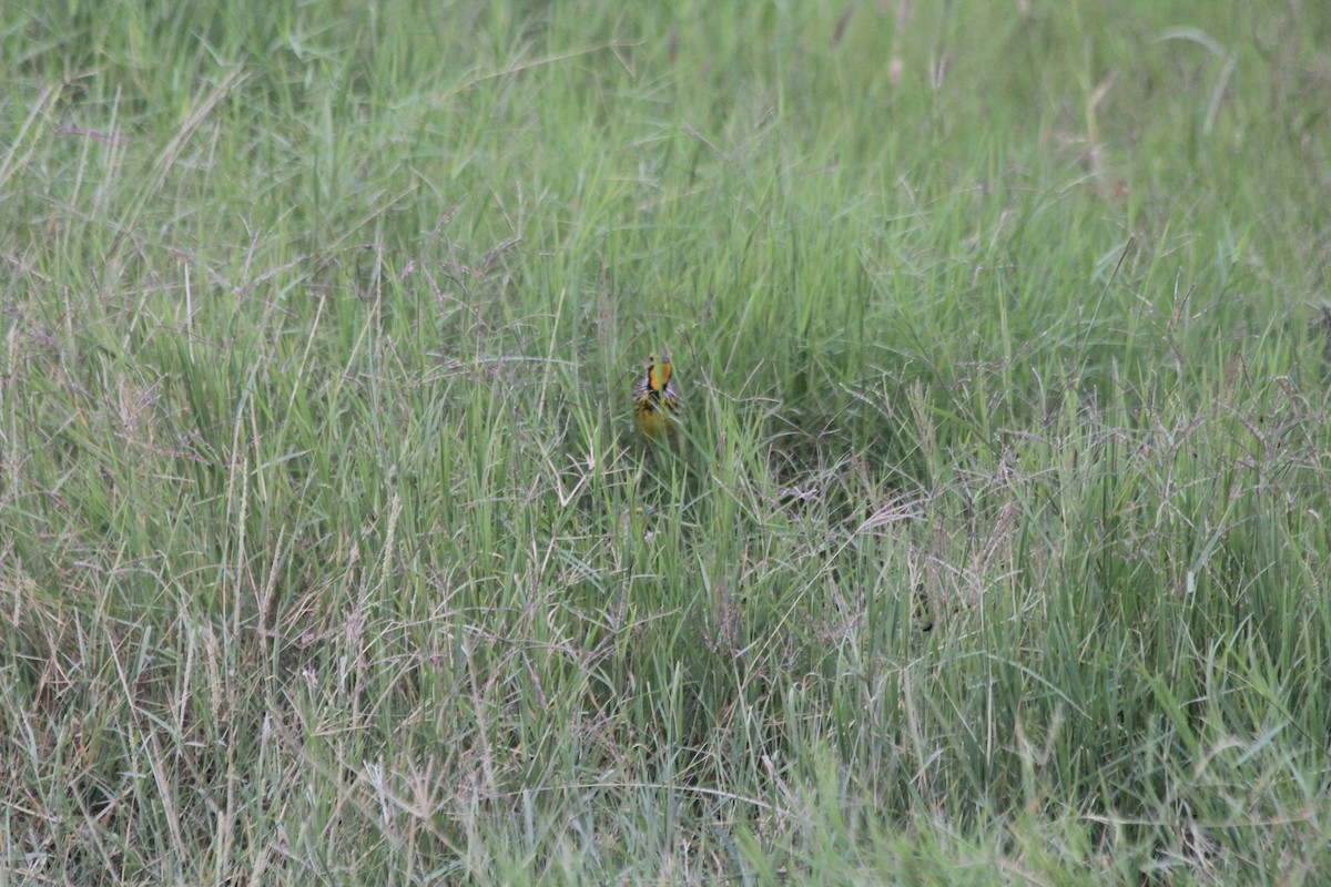 Pangani Longclaw - ML642760479