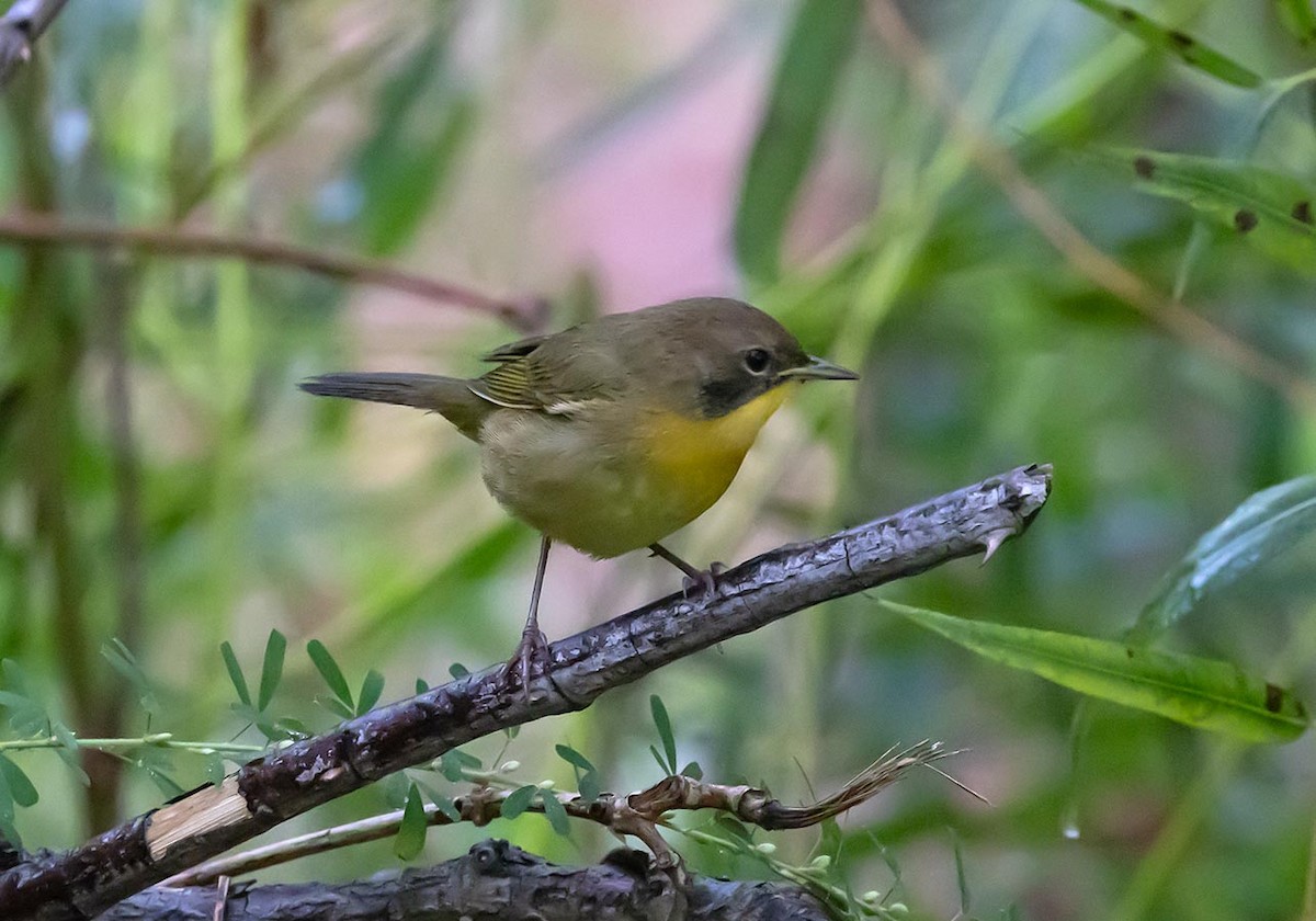 Common Yellowthroat - ML642760497