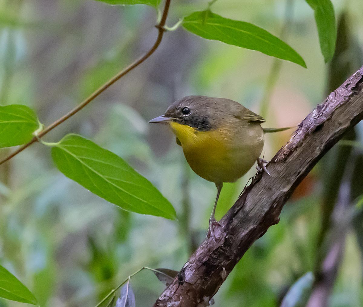 Common Yellowthroat - ML642760499