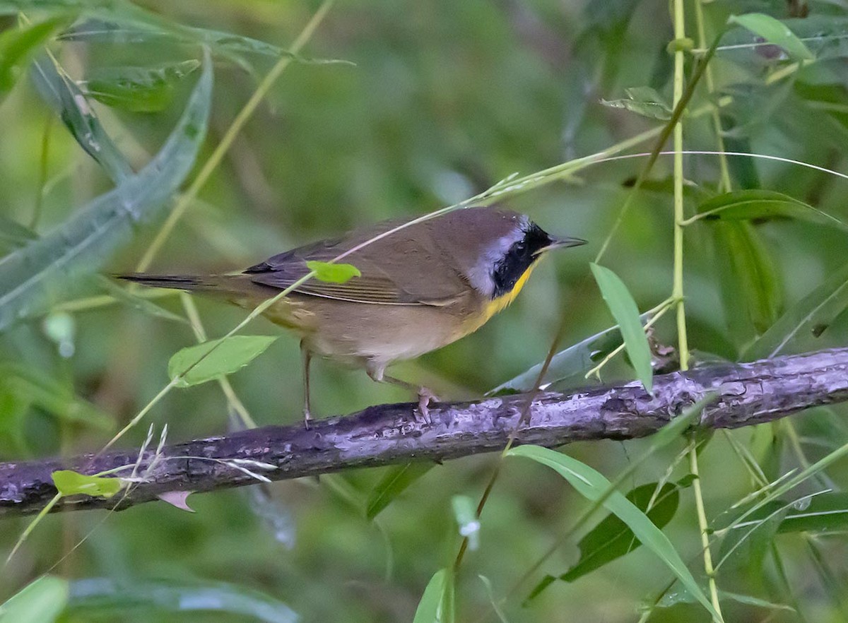 Common Yellowthroat - ML642760500