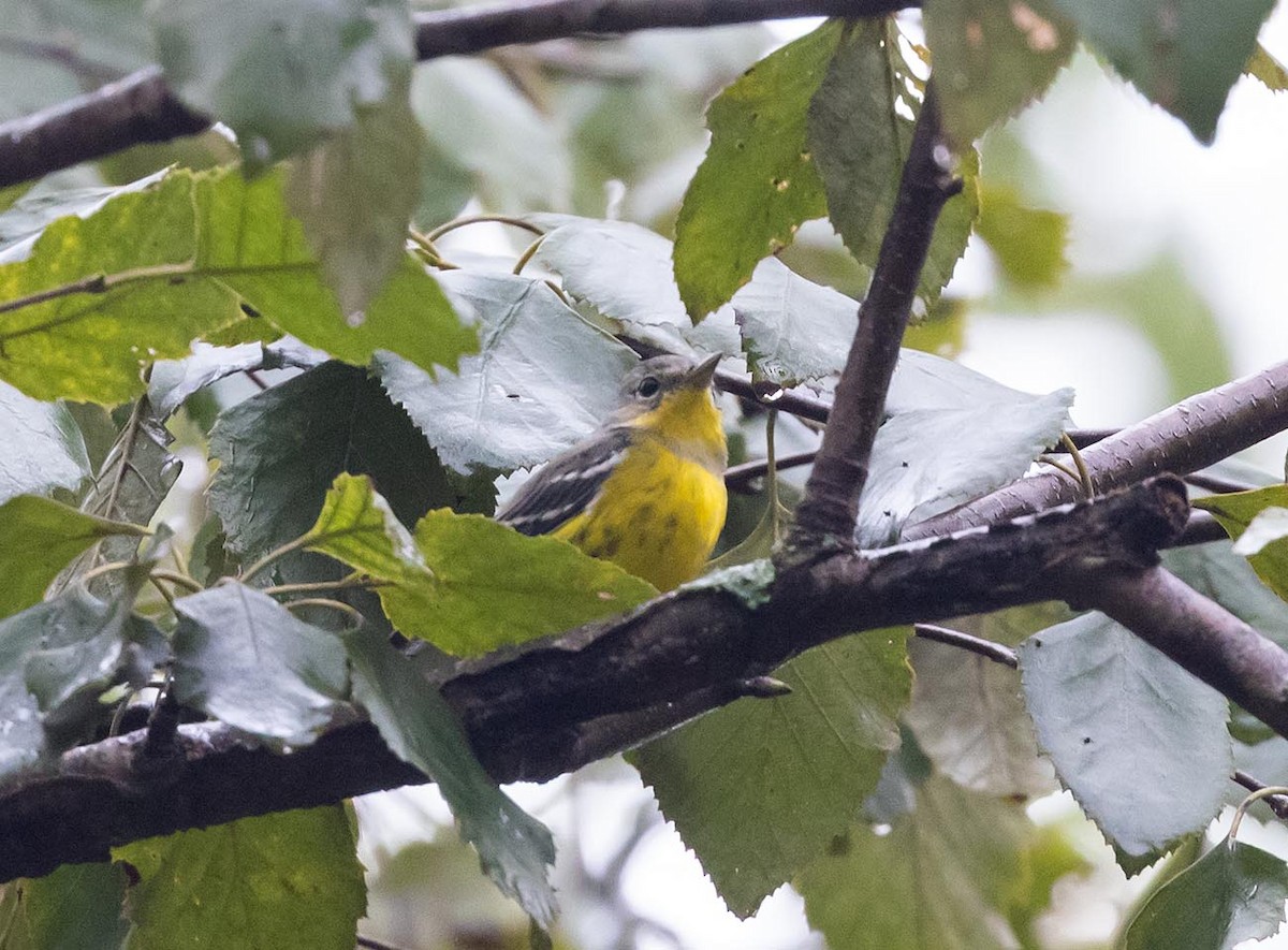 Magnolia Warbler - ML642760505