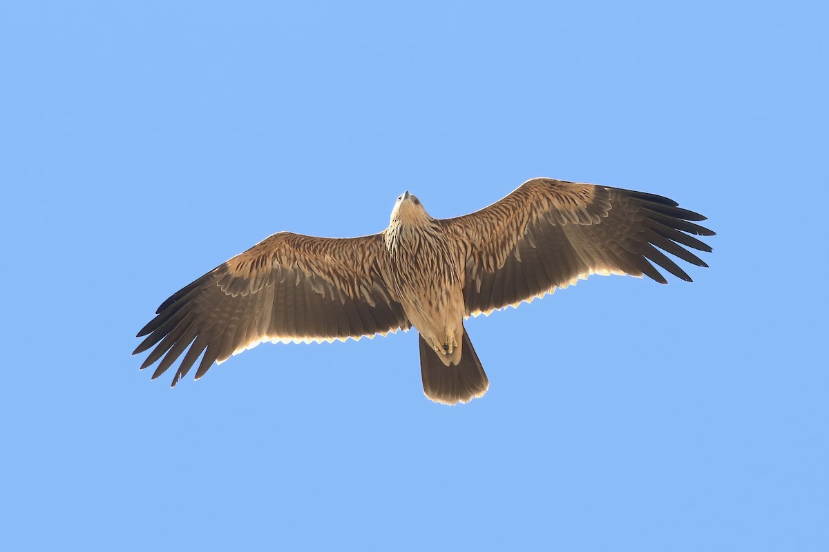 Aquila imperiale - ML642760512