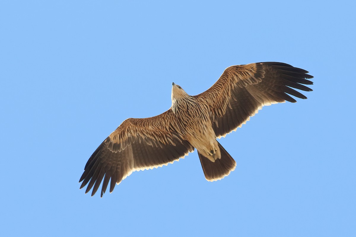 Aquila imperiale - ML642760513