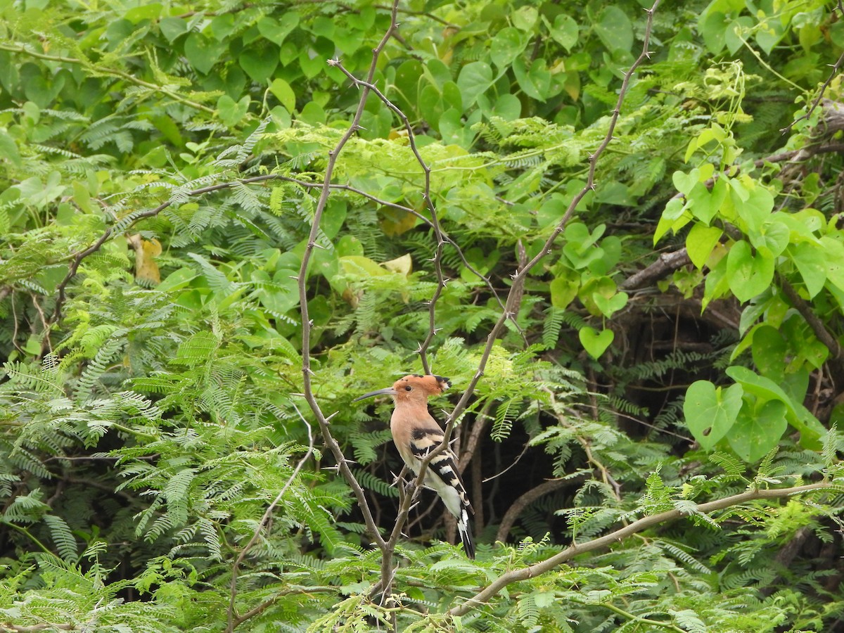 Common Hoopoe - Shreyas Ramanan