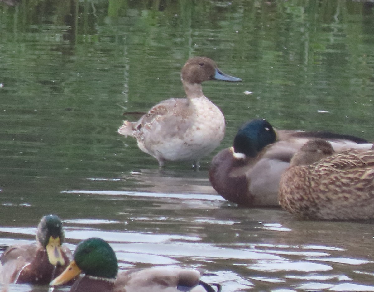 Northern Pintail - ML642760528