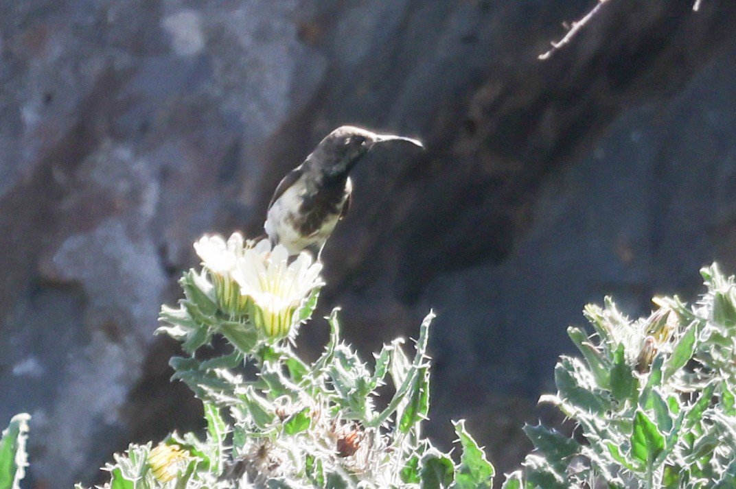 Dusky Sunbird - ML642760559
