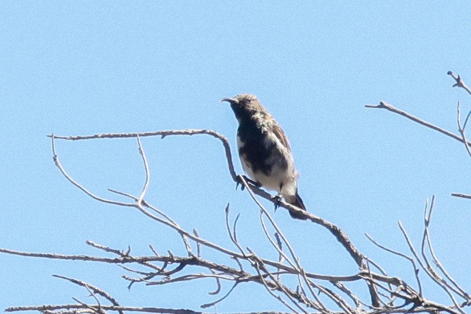 Dusky Sunbird - ML642760560