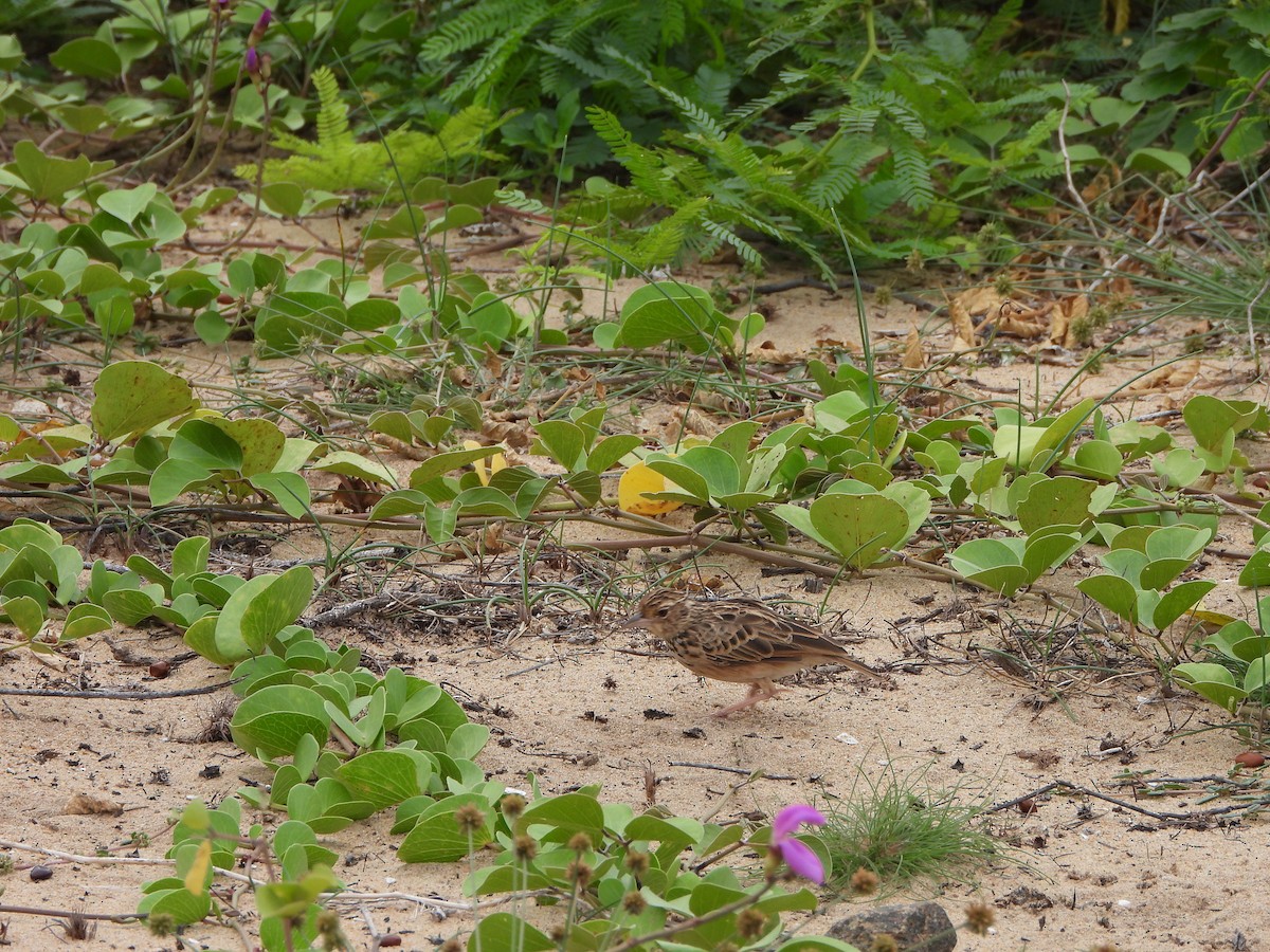 Jerdon's Bushlark - ML642760561
