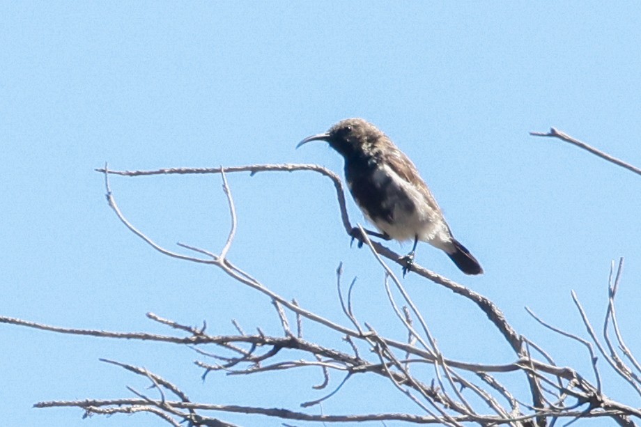 Dusky Sunbird - ML642760565
