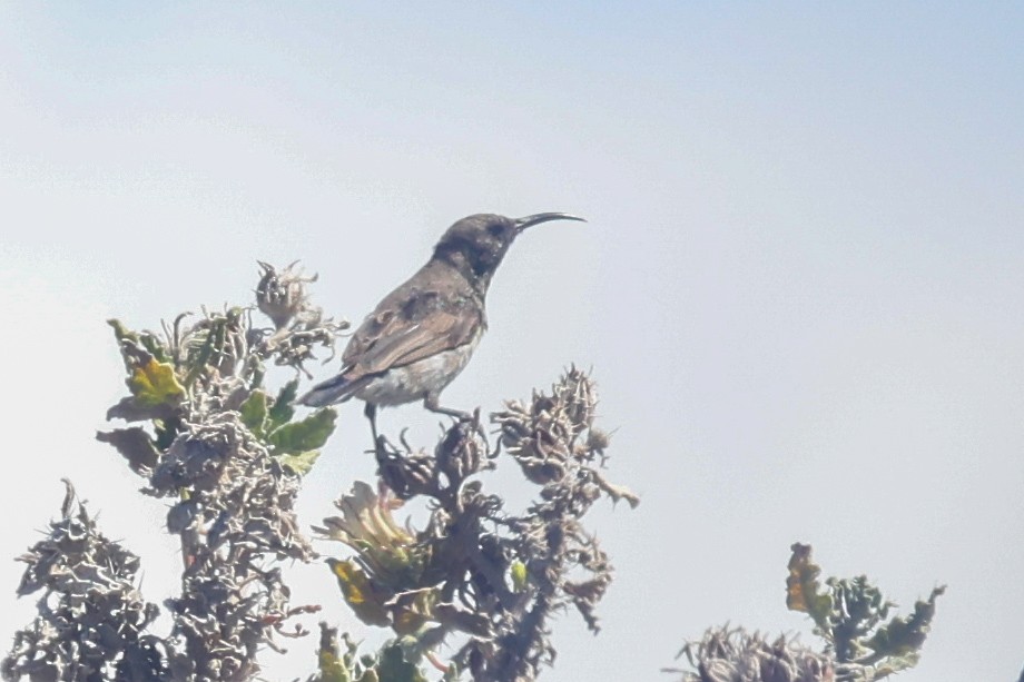 Dusky Sunbird - ML642760566
