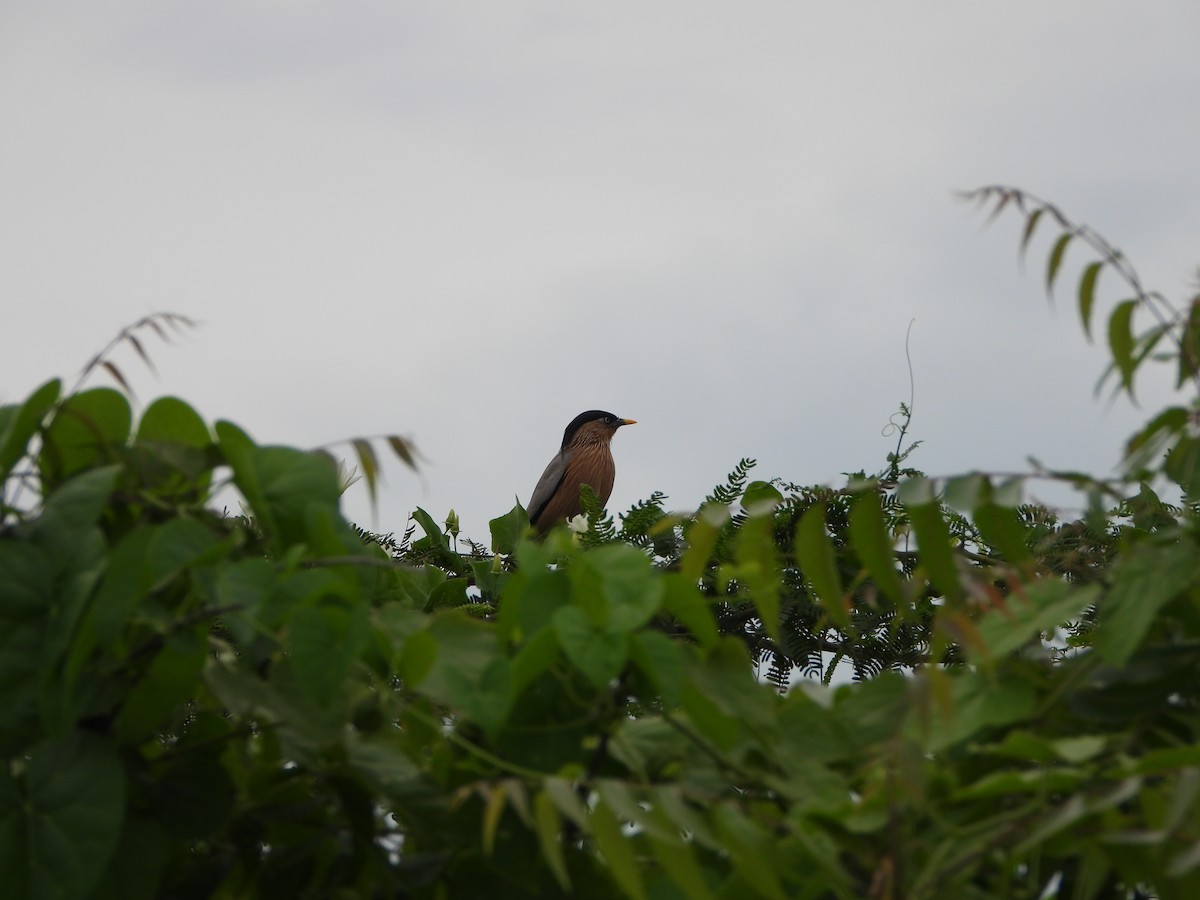 Brahminy Starling - ML642760569