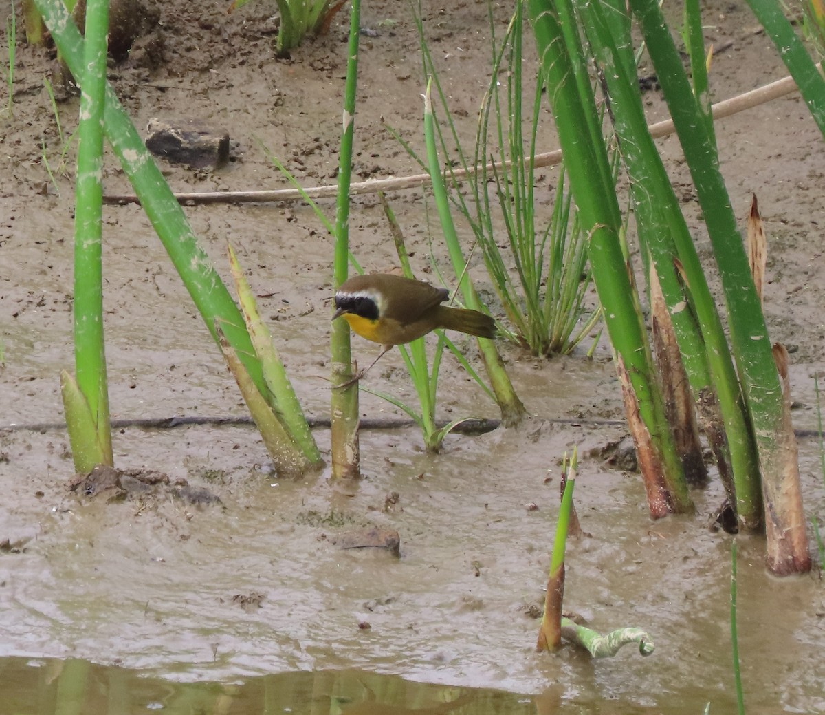 Common Yellowthroat - ML642760588