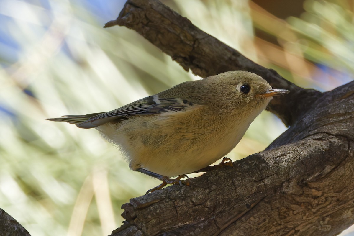 Ruby-crowned Kinglet - Michael Millner