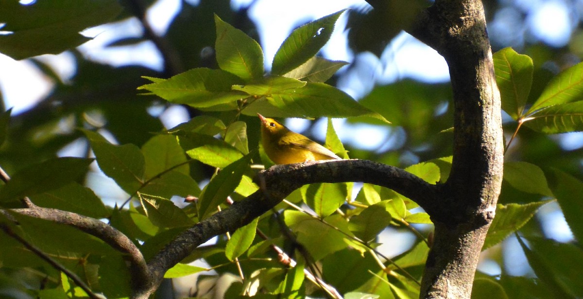 Wilson's Warbler - ML642760599