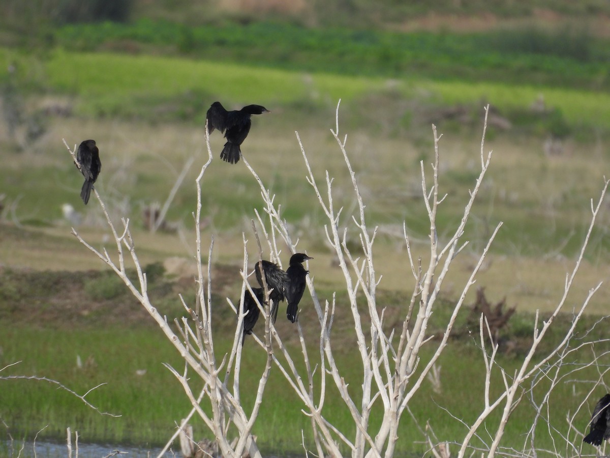Little Cormorant - ML642760607
