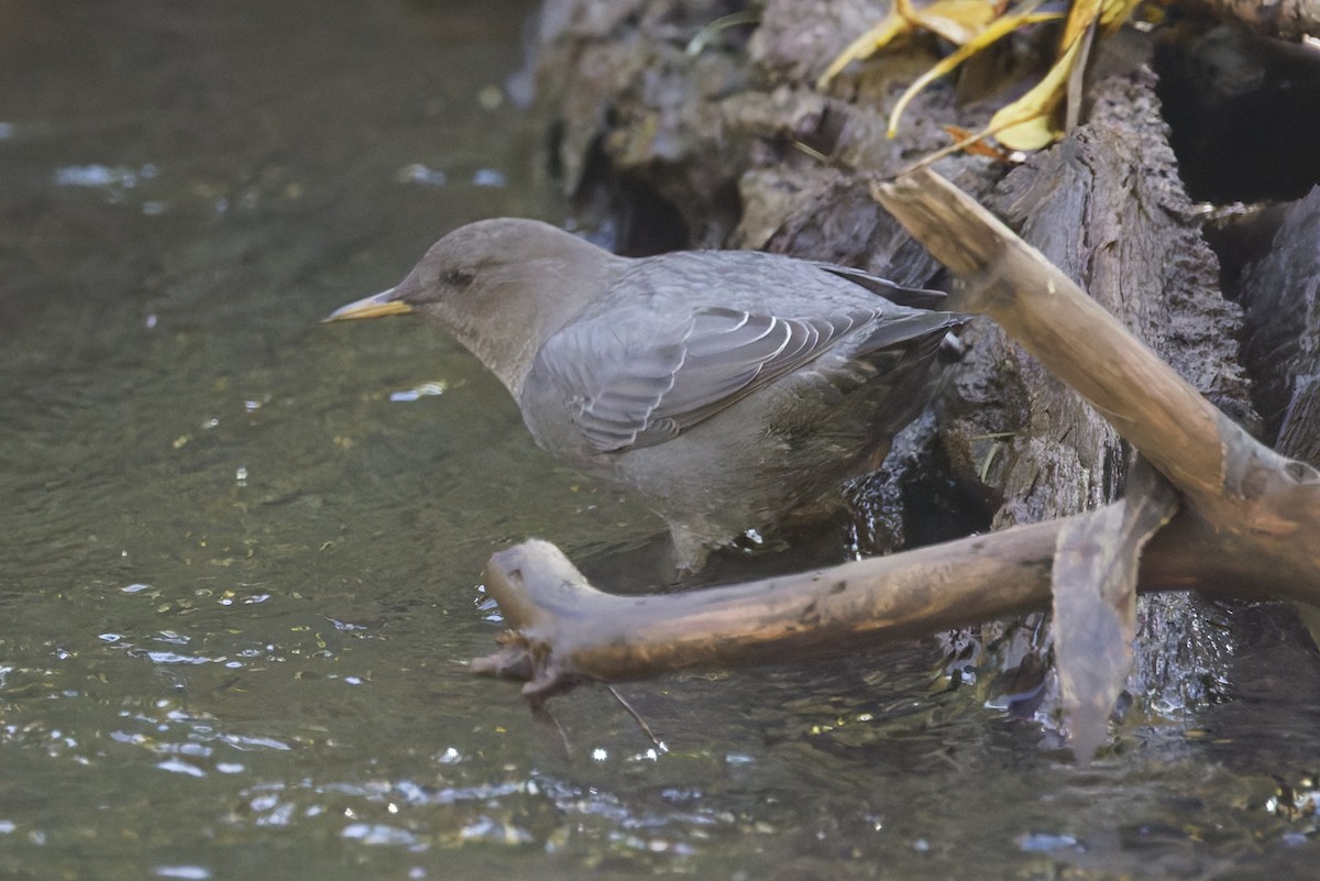 American Dipper - ML642760611