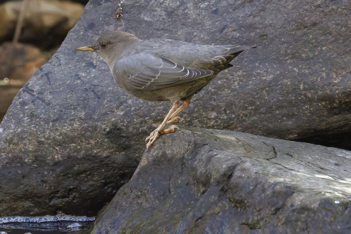 American Dipper - ML642760612