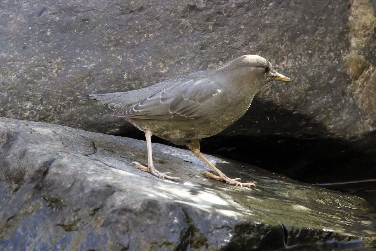 American Dipper - ML642760613