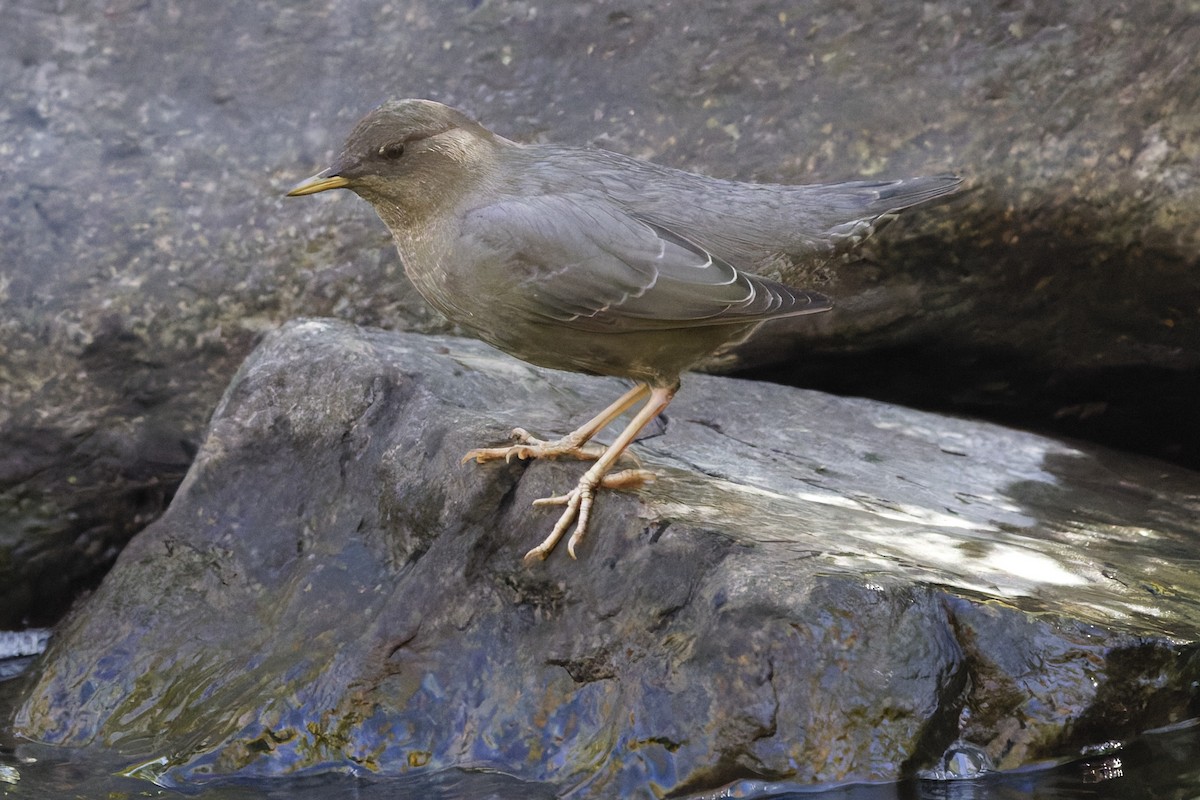 American Dipper - ML642760614