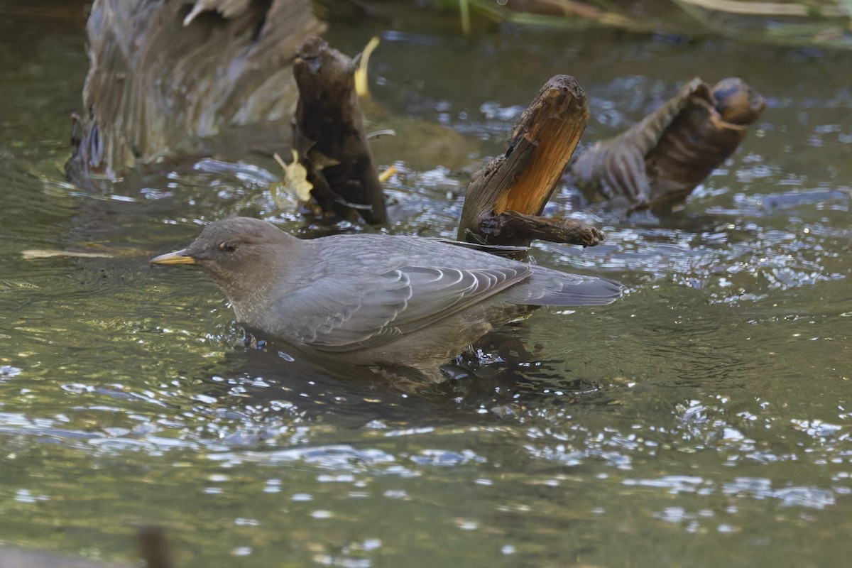 American Dipper - ML642760616