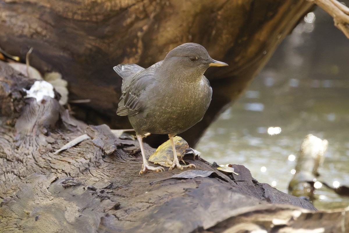 American Dipper - ML642760617