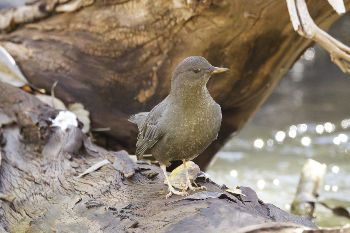 American Dipper - ML642760618