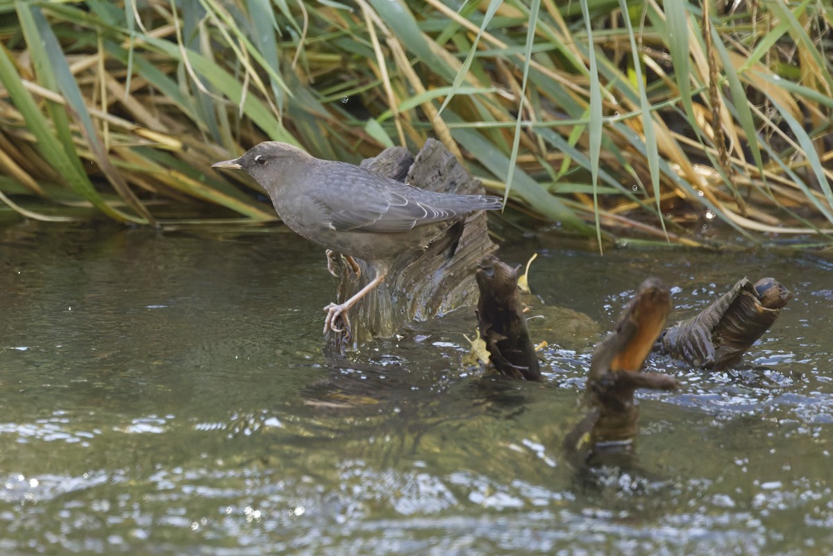 American Dipper - ML642760619