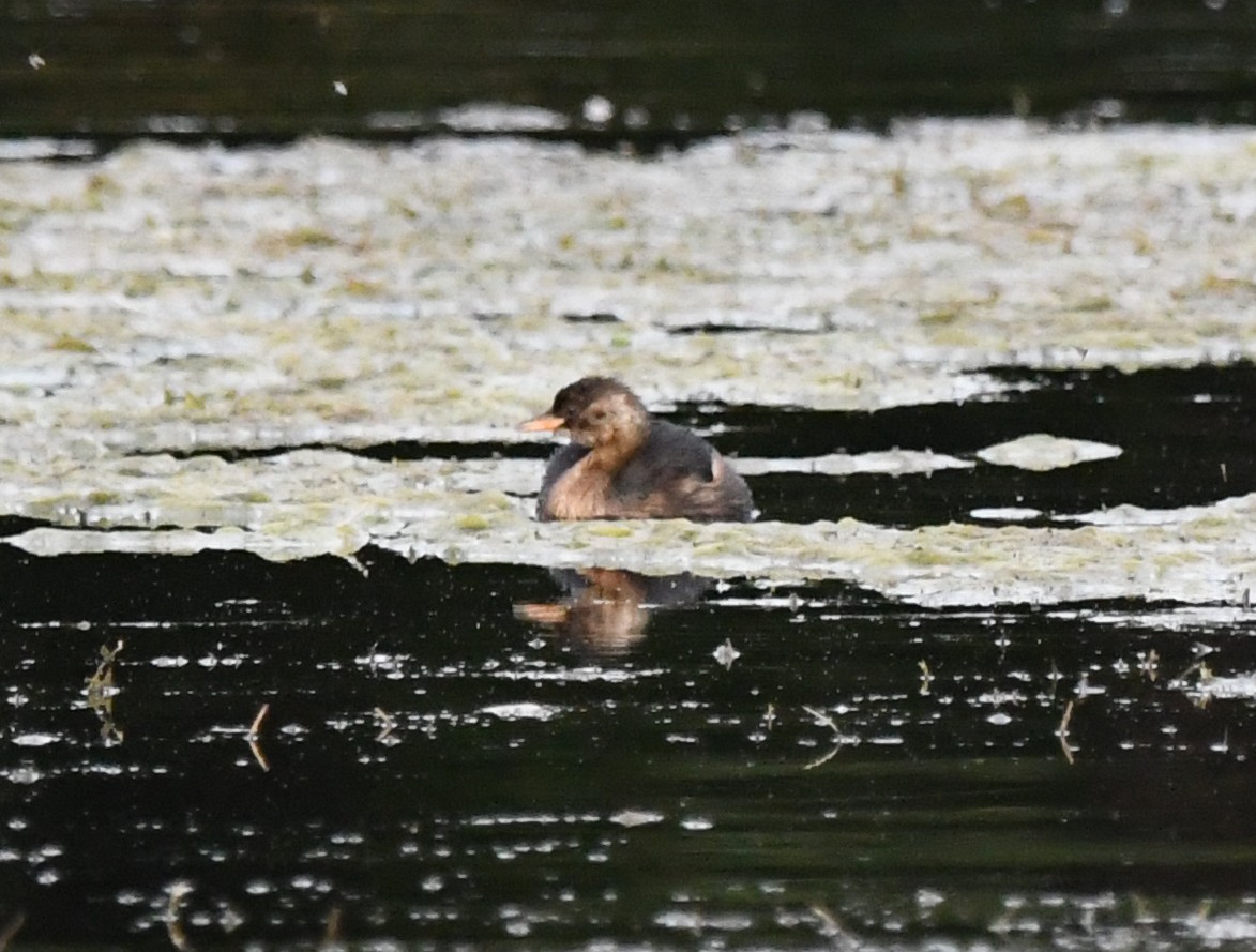Little Grebe (Little) - ML642760620