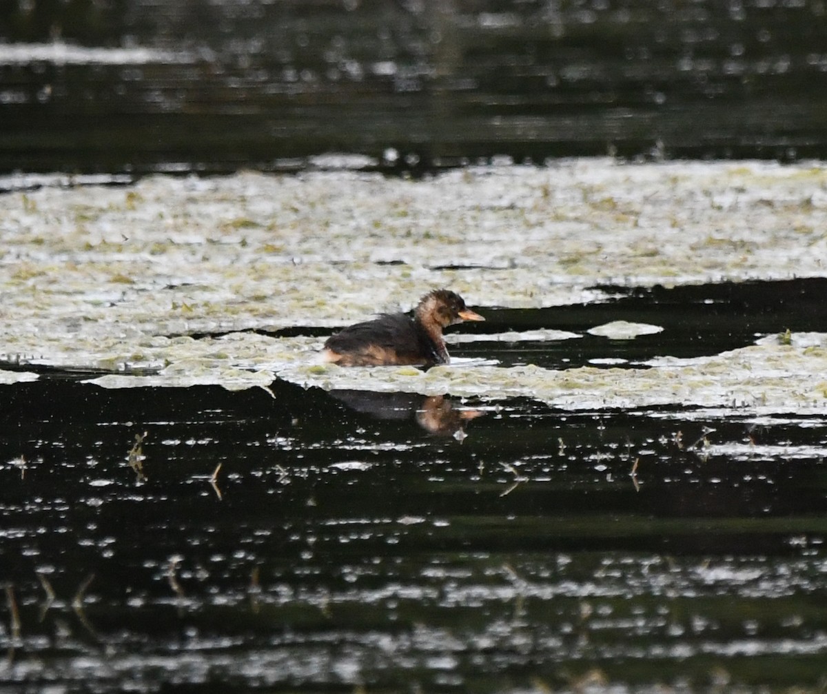 Little Grebe (Little) - ML642760621