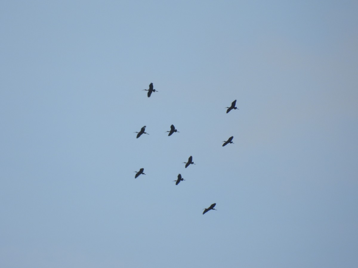 Glossy Ibis - ML642760626