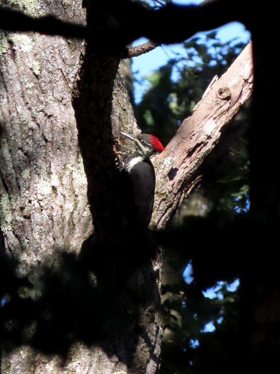 Pileated Woodpecker - ML642760644